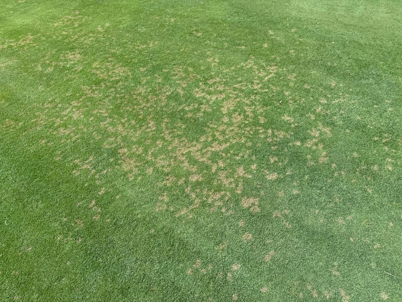 A section of fairway turf showing numerous small, tan-colored patches of dead or dying grass caused by dollar spot disease. The patches are irregular and scattered across the otherwise green turf, giving it a speckled appearance.